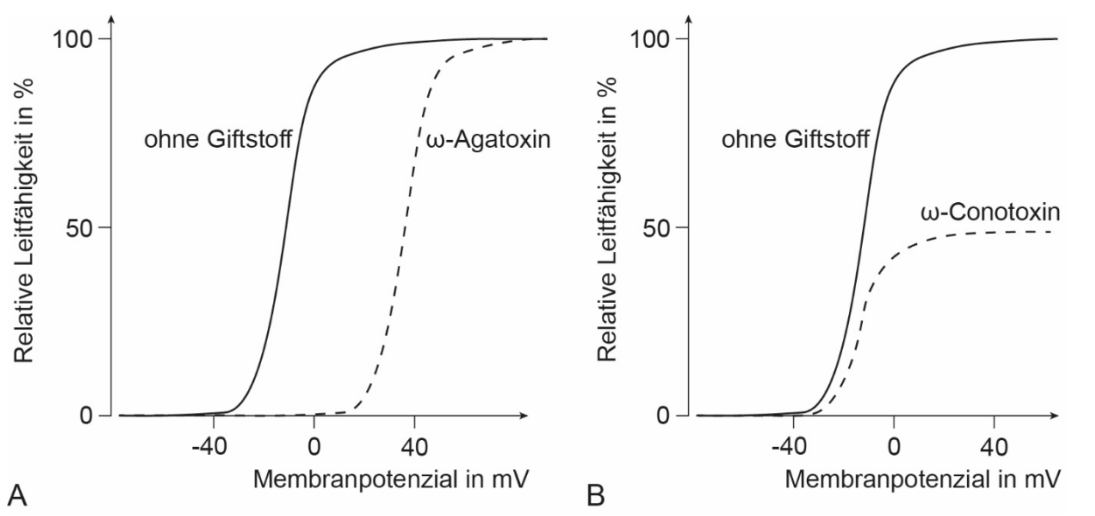 Zwei Plots: Leitfähigkeit (%) gegen Membranpotenzial (mV). Vollkurven ohne Gift, gestrichelt mit ω‑Agatoxin (links) bzw. ω‑Conotoxin (rechts)